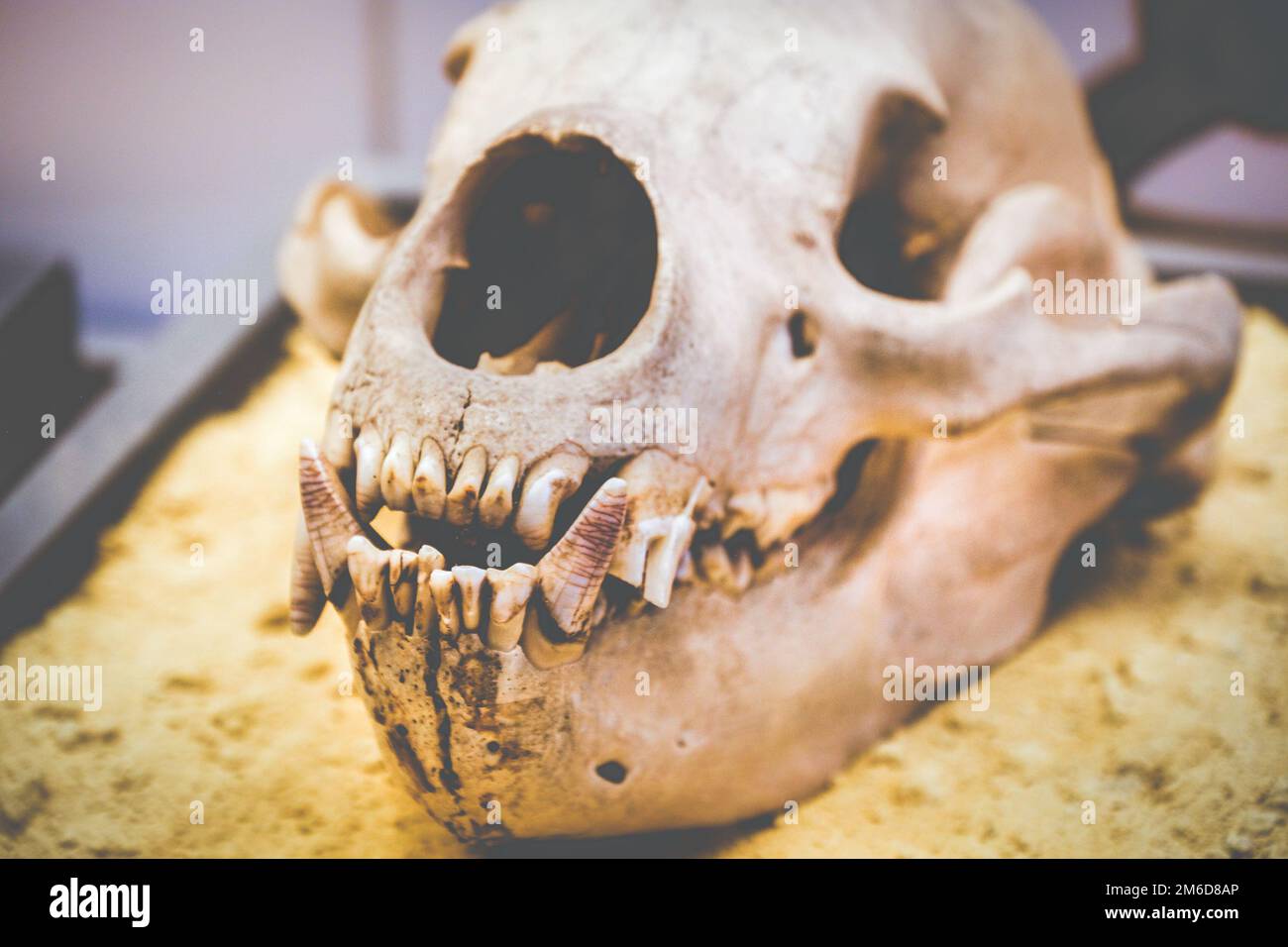 Chien crâne anatomie dents fang Banque D'Images