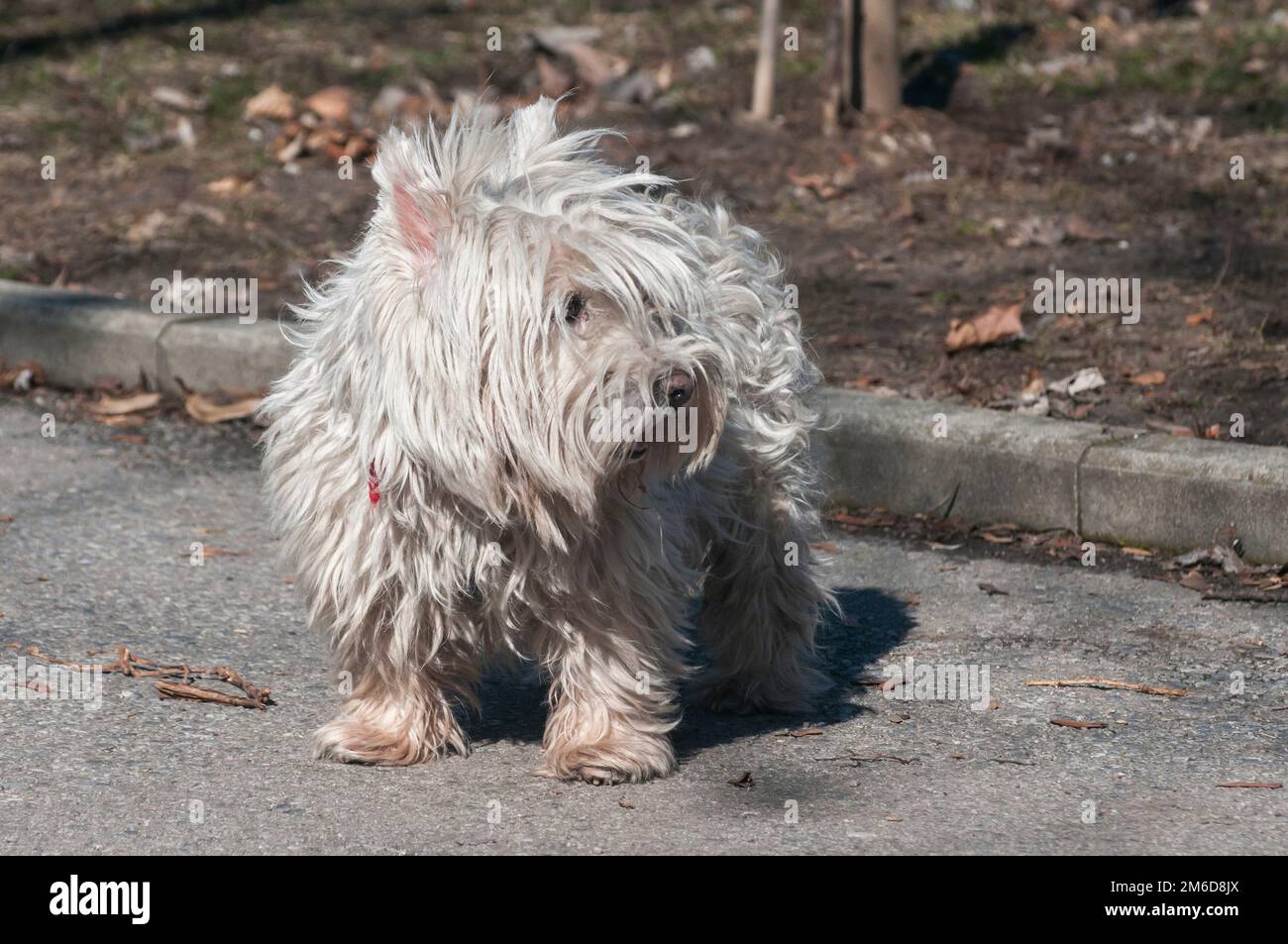 Cute white terrier écossais sur l'allée du parc en journée ensoleillée Banque D'Images