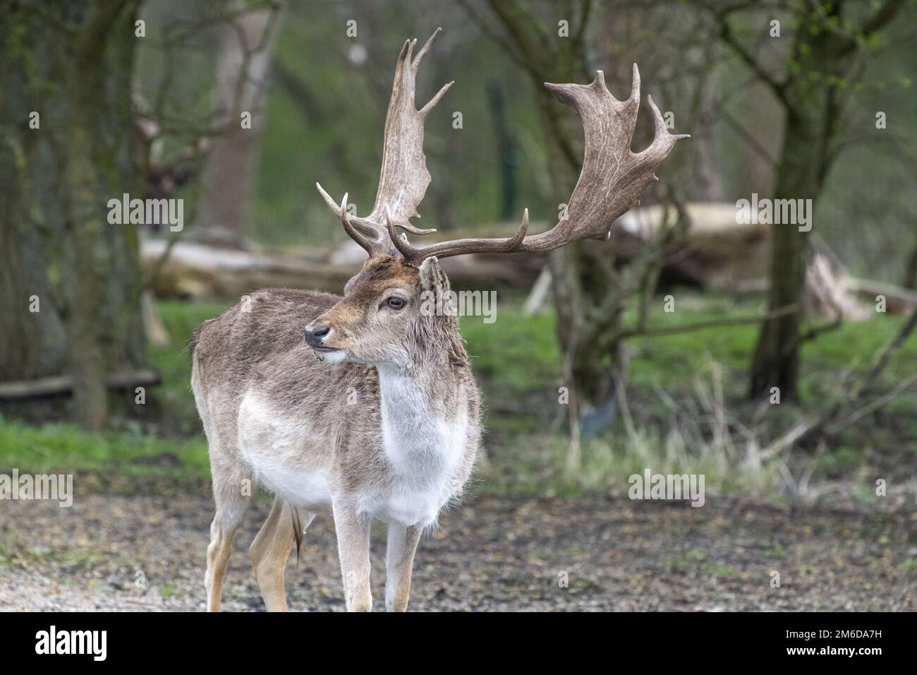 Europe, pays-Bas, 2018-04-15, cerf sauvage dans la région des dunes d'approvisionnement en eau d'Amsterdam, dans la région de South Holla Banque D'Images