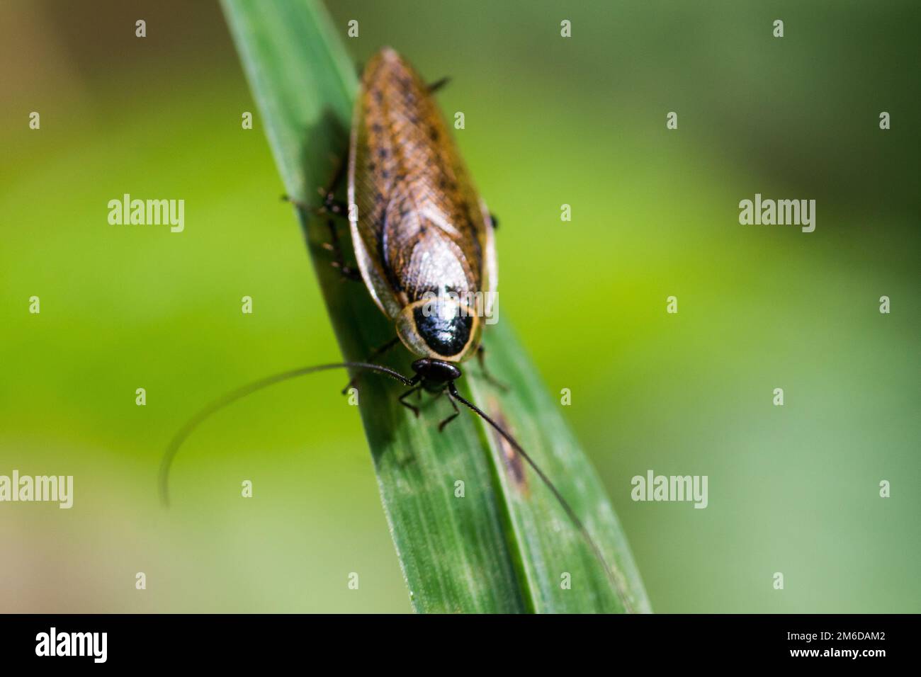 Roach laid rampant sur la feuille Banque D'Images