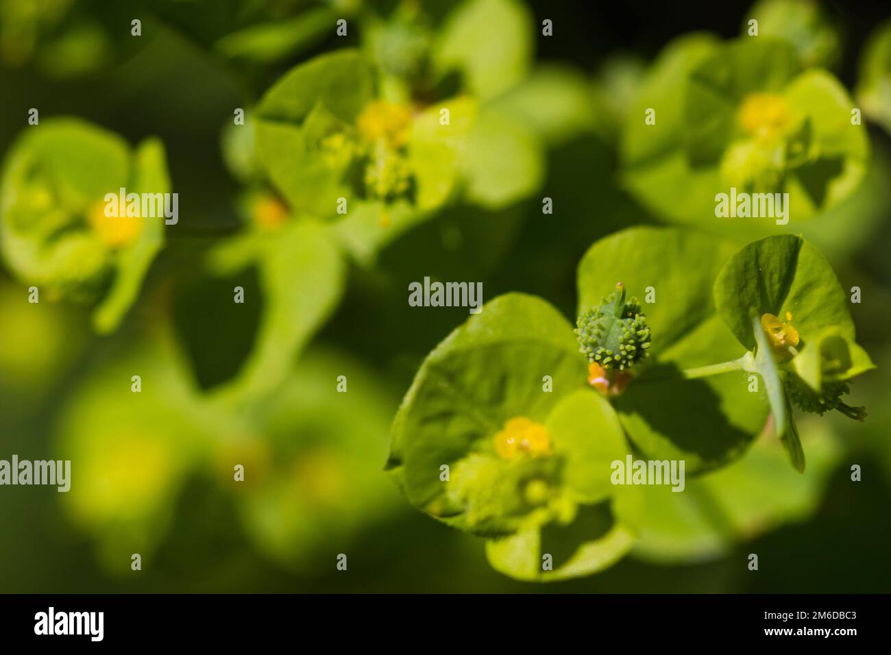 Photo macro de fleur jaune vert en été Banque D'Images
