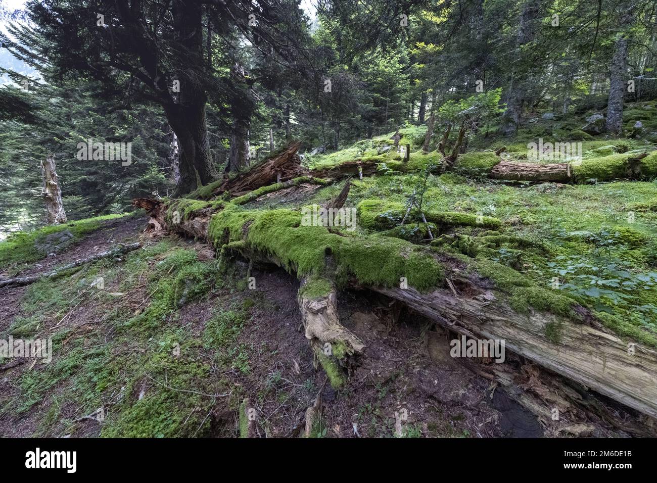 France 2018 : le Parc National des Pyrénées, forêt de Moody images d'un bois de haute montagne. Banque D'Images