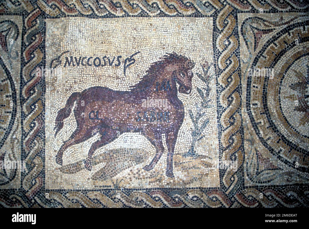 Mosaïque romaine avec un cheval à Tipasa, en Algérie Banque D'Images