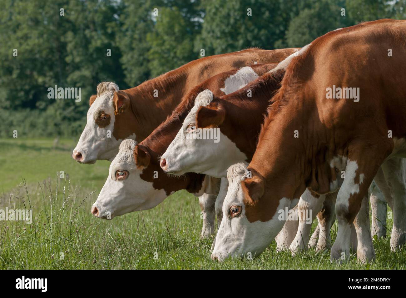 Farmer dans la rangée mange de l'herbe sur la prairie Banque D'Images