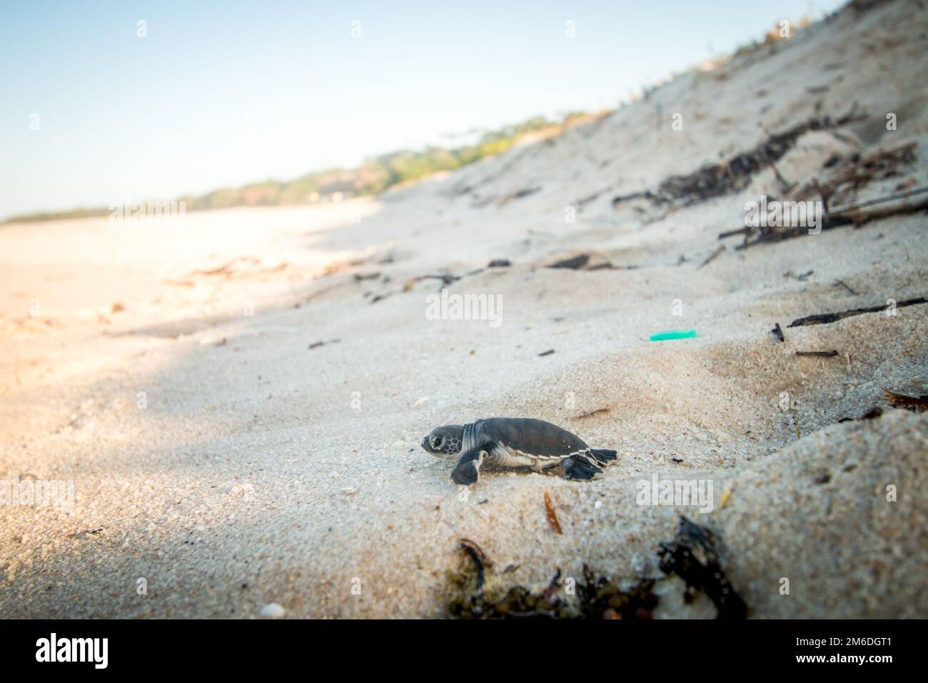 Tortue de mer verte écloserie sur la plage. Banque D'Images