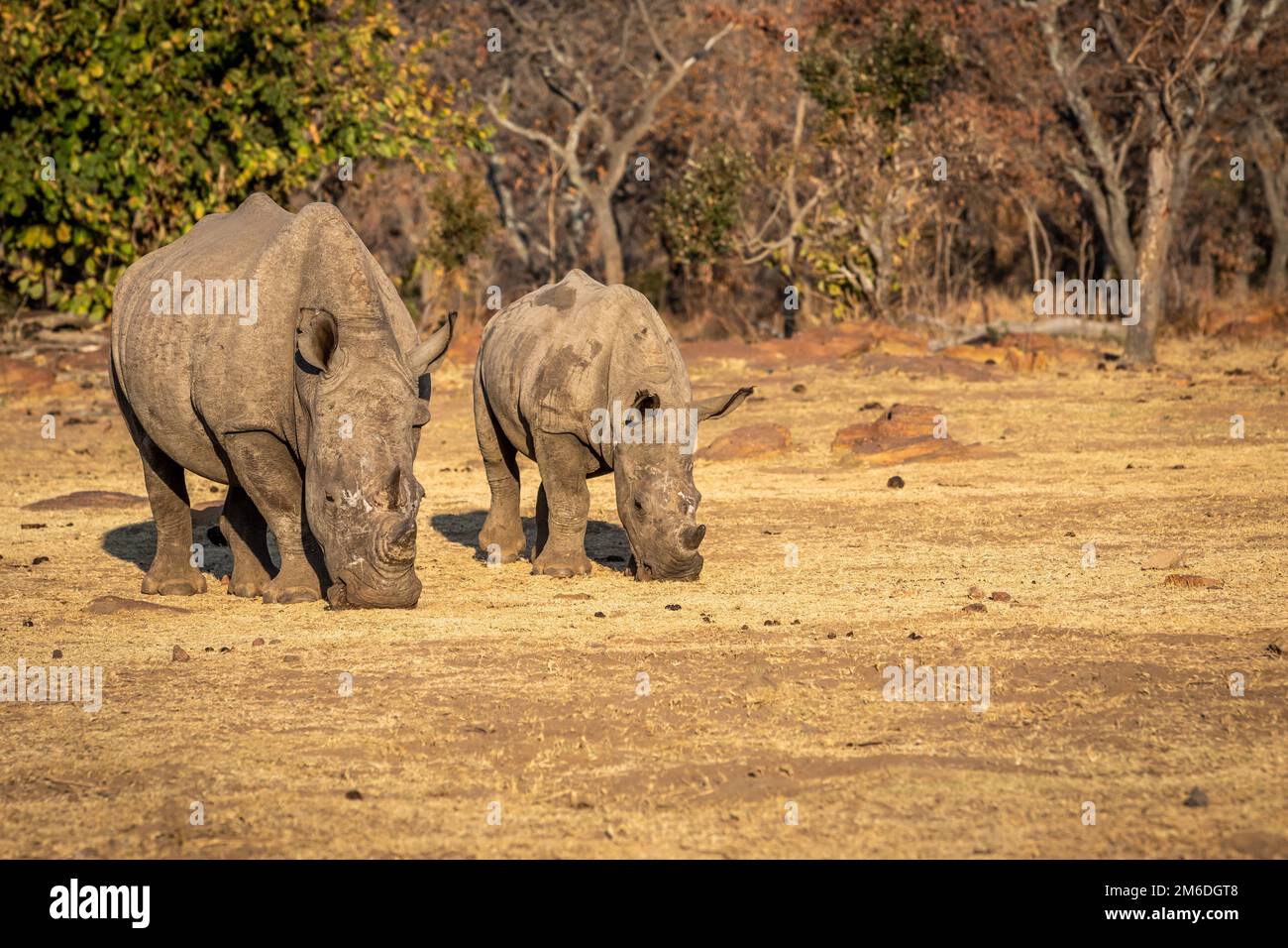 Deux rhinocéros blancs debout dans l'herbe. Banque D'Images