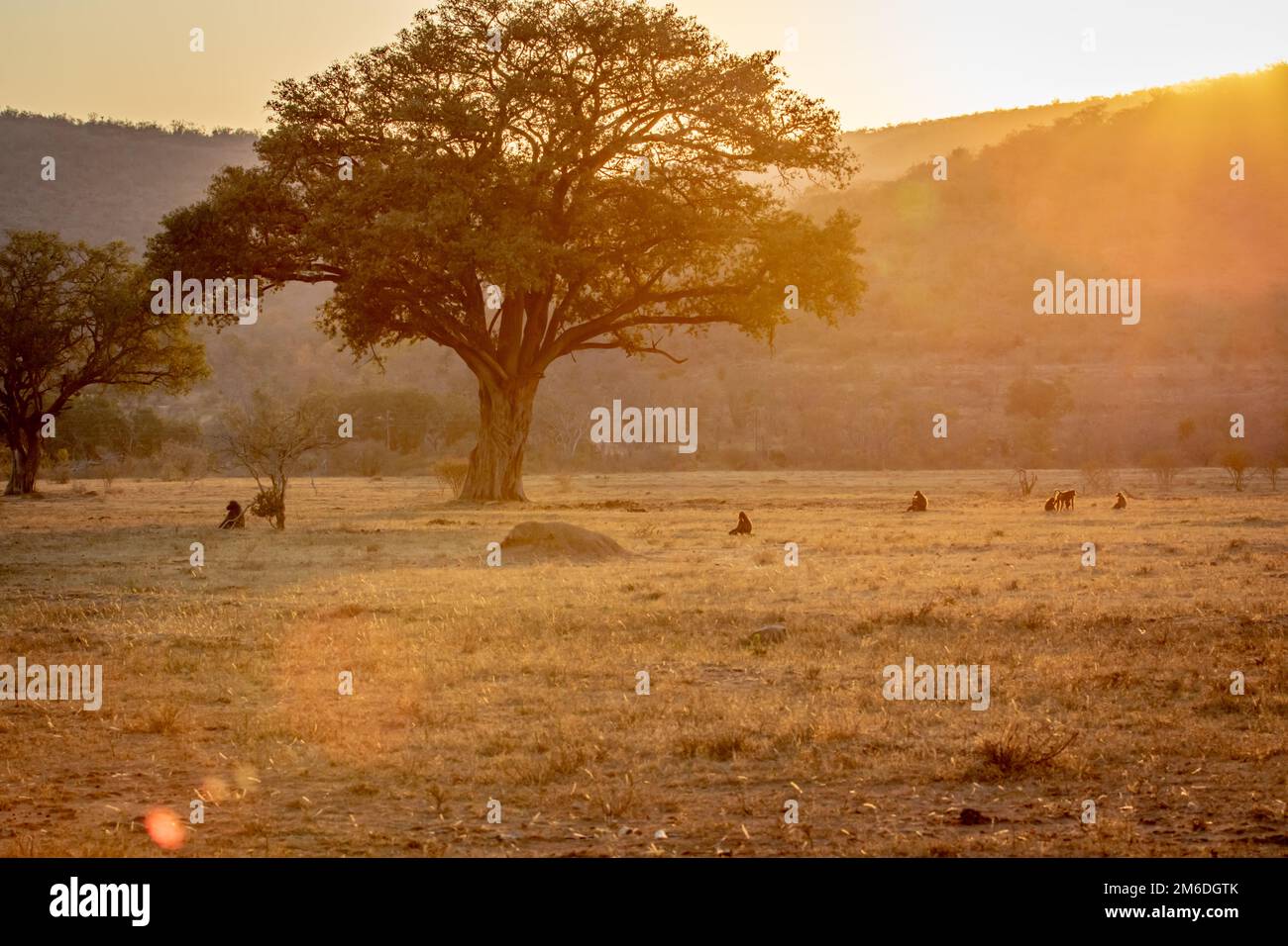 Coucher de soleil sur une plaine ouverte avec des babouins de Chacma. Banque D'Images