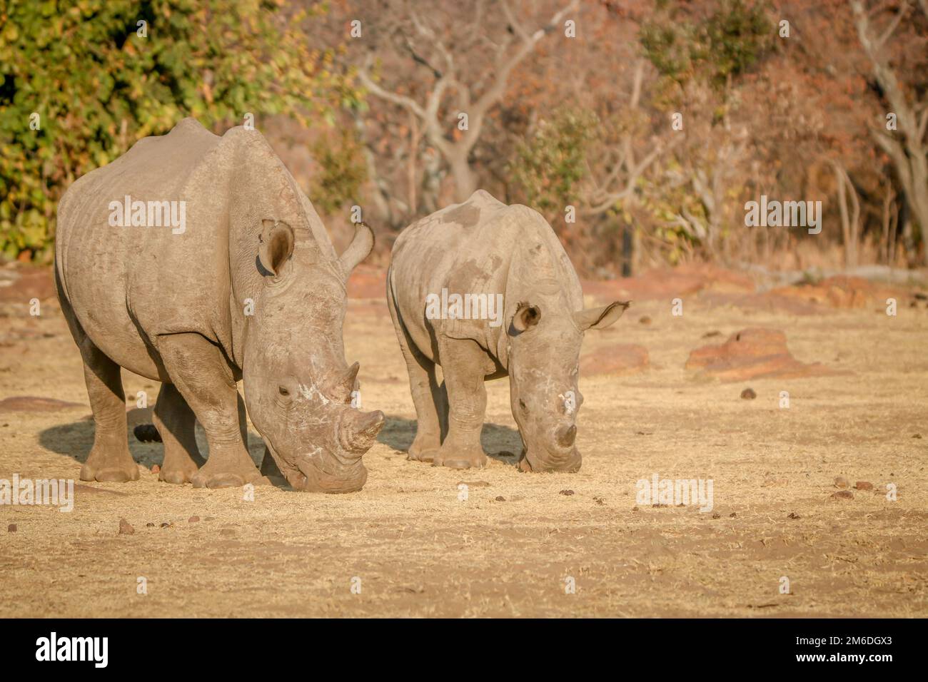 Deux rhinocéros blancs broutant dans la brousse. Banque D'Images