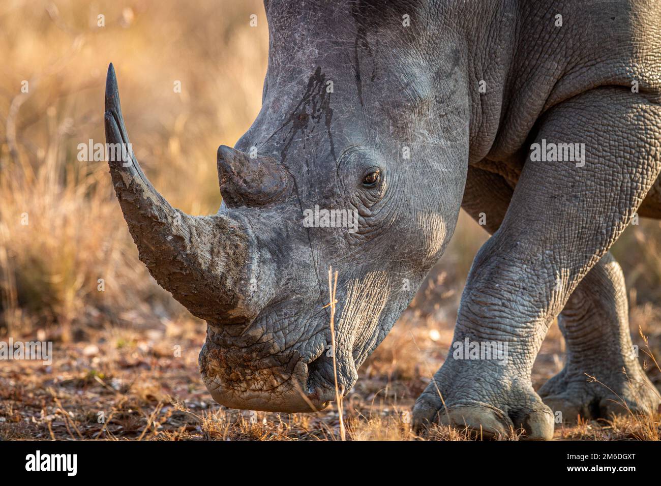 Gros plan sur une tête de rhinocéros blanc. Banque D'Images