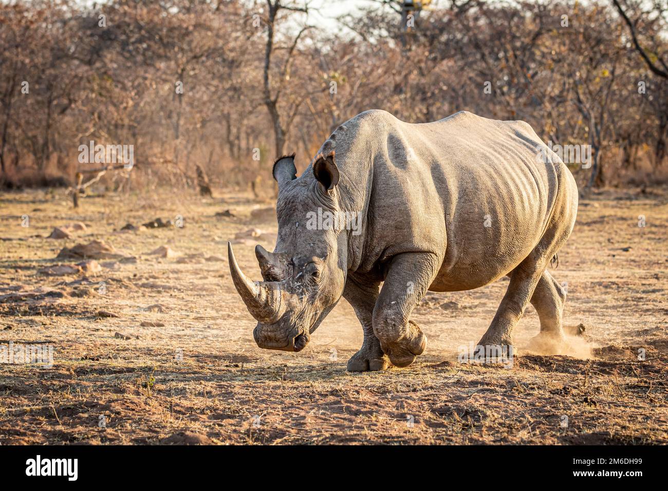 Rhinocéros blanc debout dans l'herbe. Banque D'Images