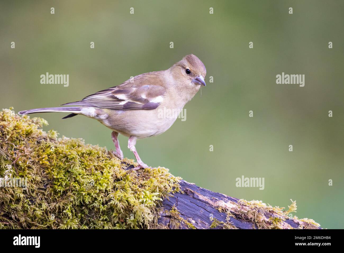 Femme Chaffinch [ Fringilla coelebs ] sur une bûche de mousse avec une araignée dans son projet de loi Banque D'Images