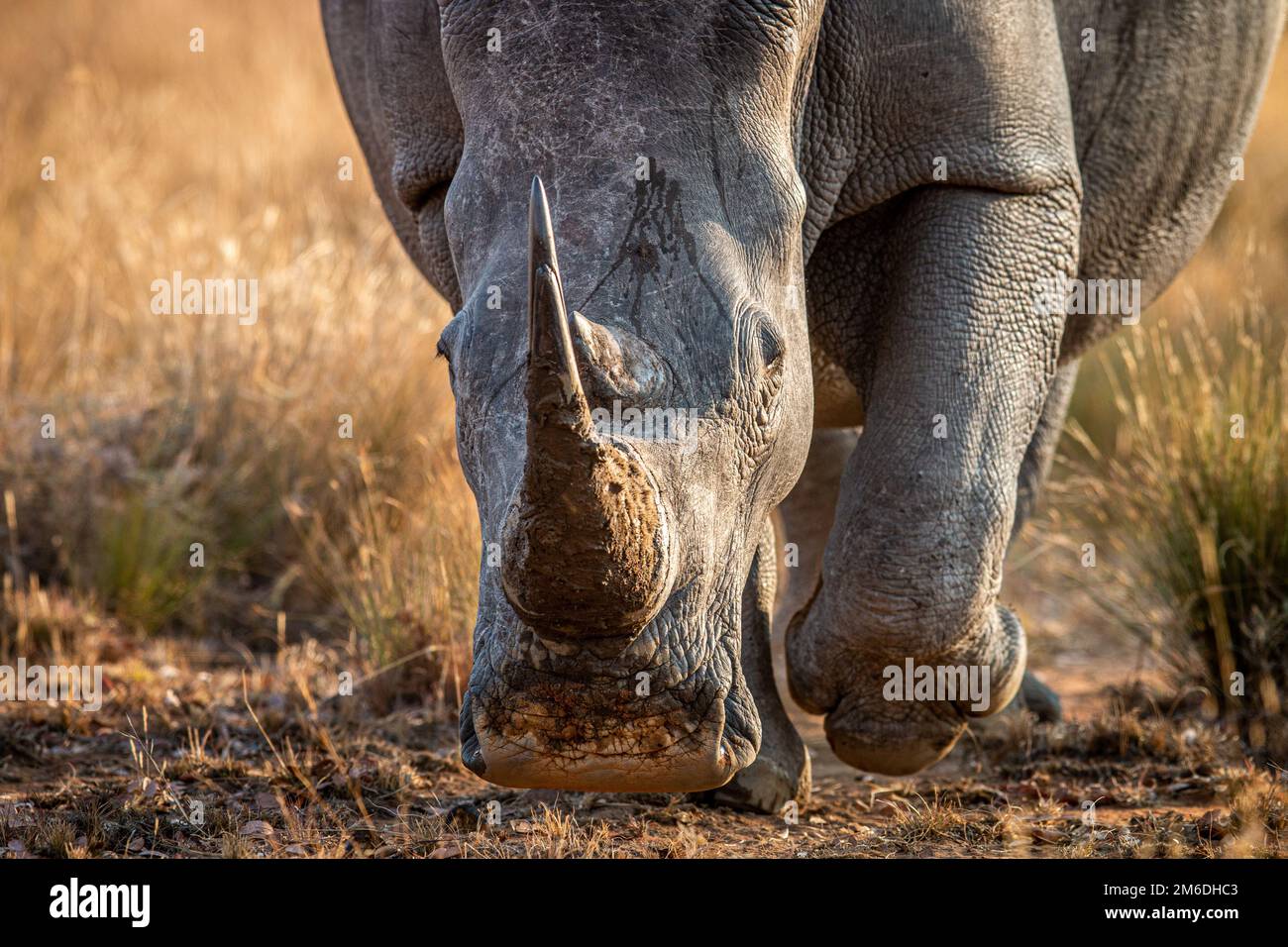 Gros plan sur une tête de rhinocéros blanc. Banque D'Images