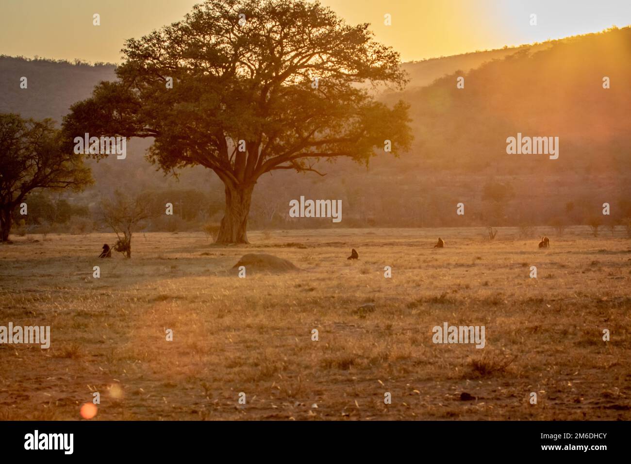 Coucher de soleil sur une plaine ouverte avec des babouins de Chacma. Banque D'Images