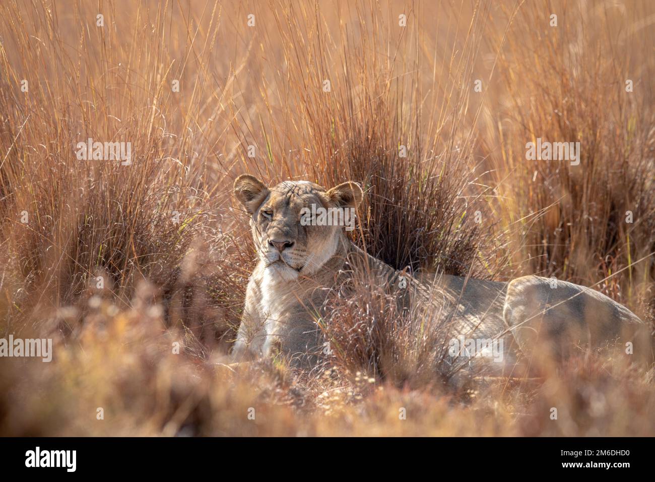 Lioness reposant dans l'herbe haute. Banque D'Images Lioness reposant dans l'herbe haute. Banque D'Images