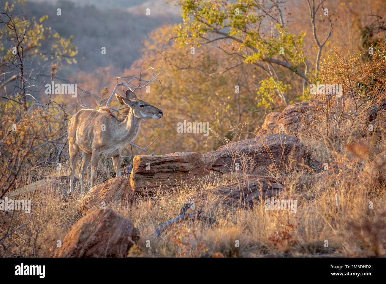 Femelle Kudu mâchant sur un os. Banque D'Images