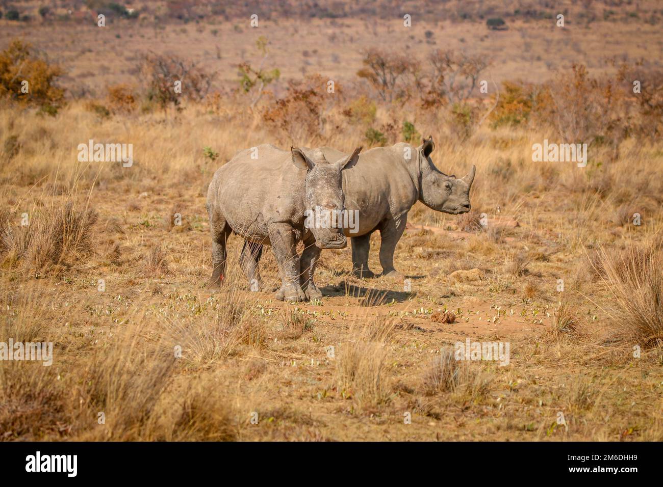 Deux rhinocéros blancs debout dans l'herbe. Banque D'Images