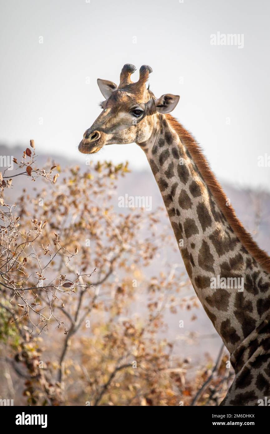Profil latéral d'une girafe en Afrique. Banque D'Images