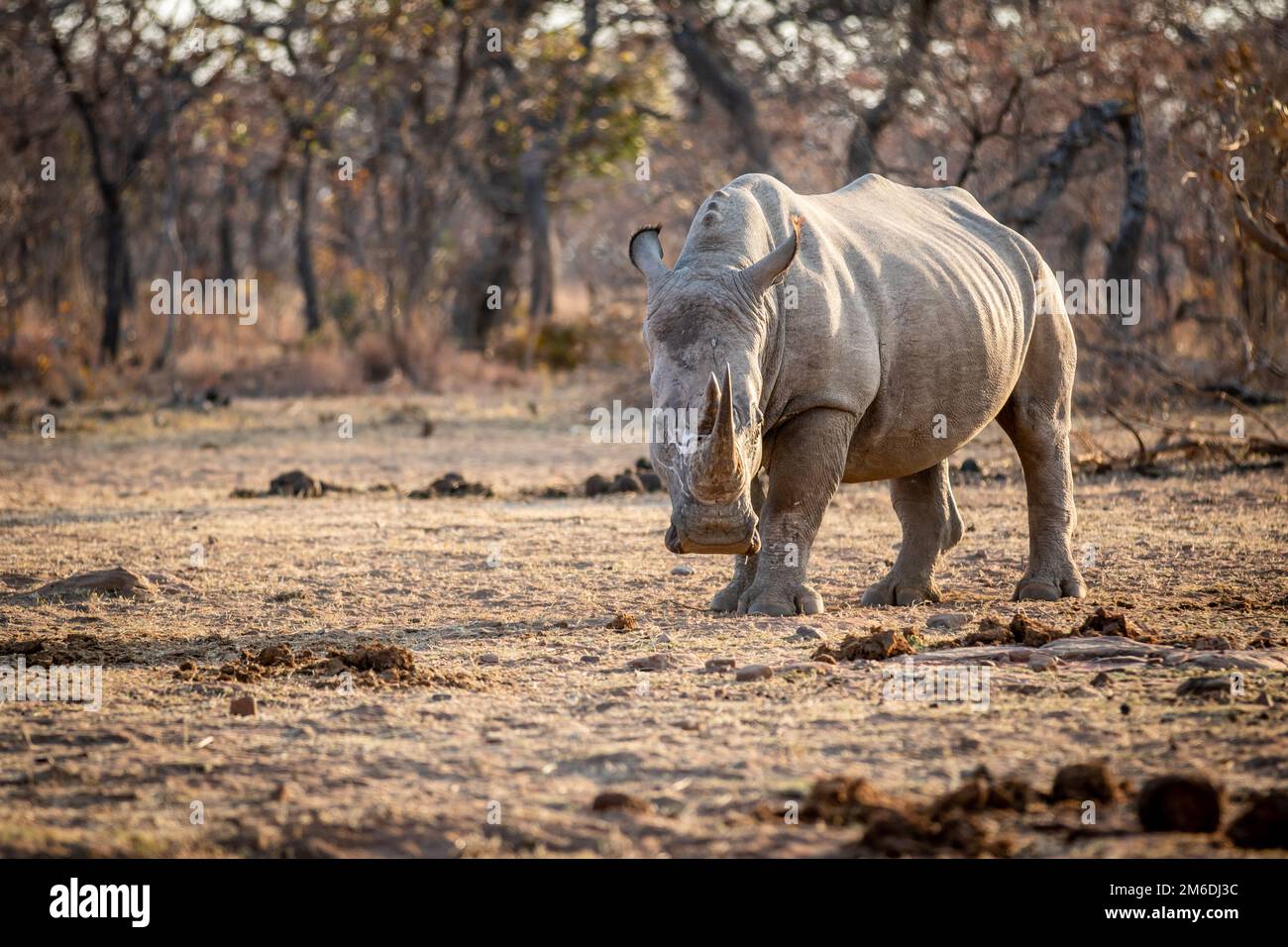 Rhinocéros blanc debout dans l'herbe. Banque D'Images