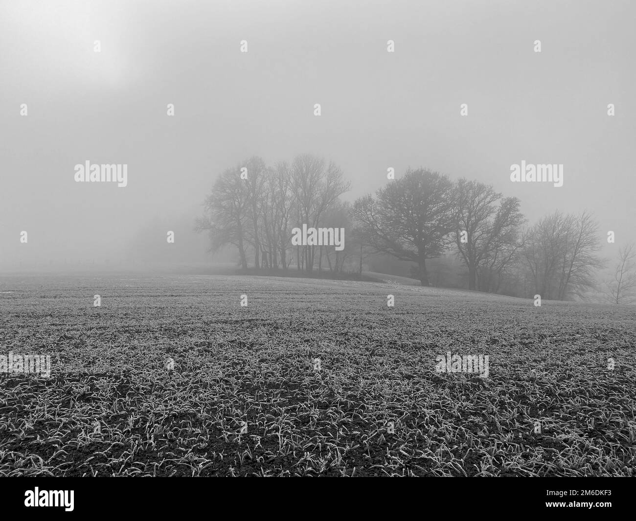 Paysage hivernal gelé et brumeux Banque D'Images