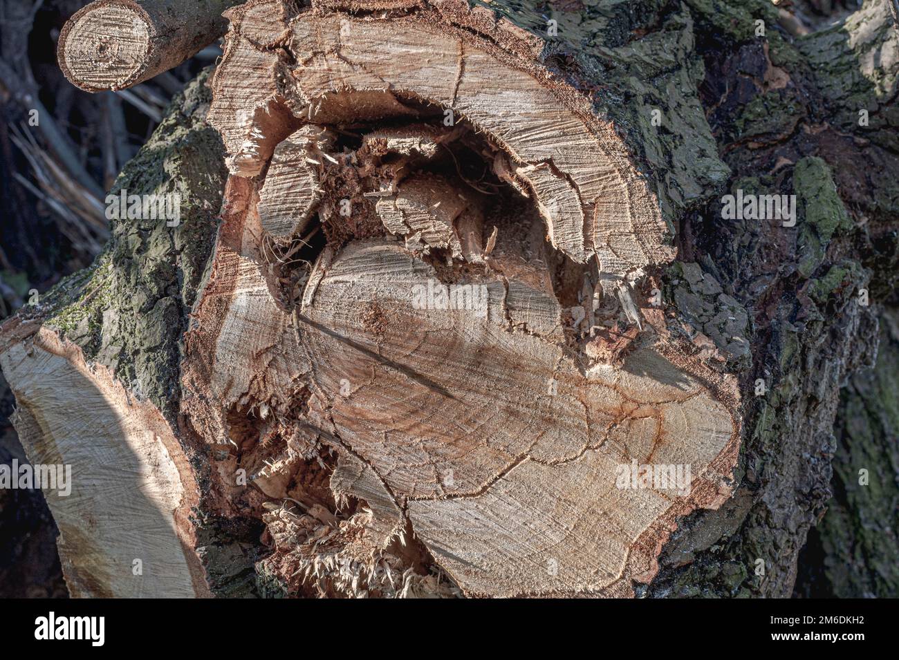 Coupe transversale d'un grand arbre, texture bois Banque D'Images