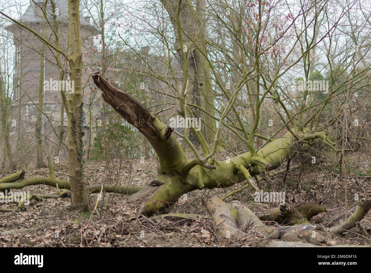 arbre dans le parc près du château Banque D'Images