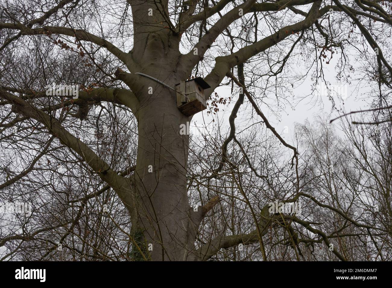 birdhouse sur l'arbre dans le parc Banque D'Images