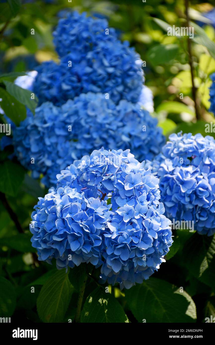 Fleurs d'hortensia (hortensia) en pleine fleur, pétales délicats et feuilles de gréan Banque D'Images