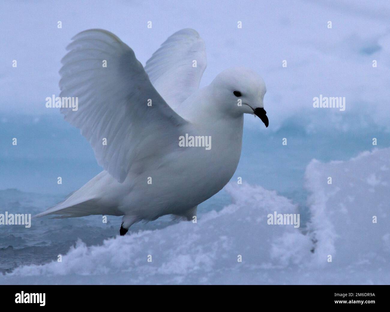 Pétrel à neige assis sur une glace avec des ailes surélevées Banque D'Images