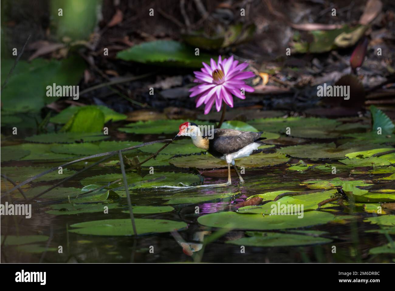 Une belle fleur de lilly et de la crêpe de jacana, marche sur les coussins de nénuphars chasse pour les insectes dans les marécages de Cattana, Queensland, Australie. Banque D'Images