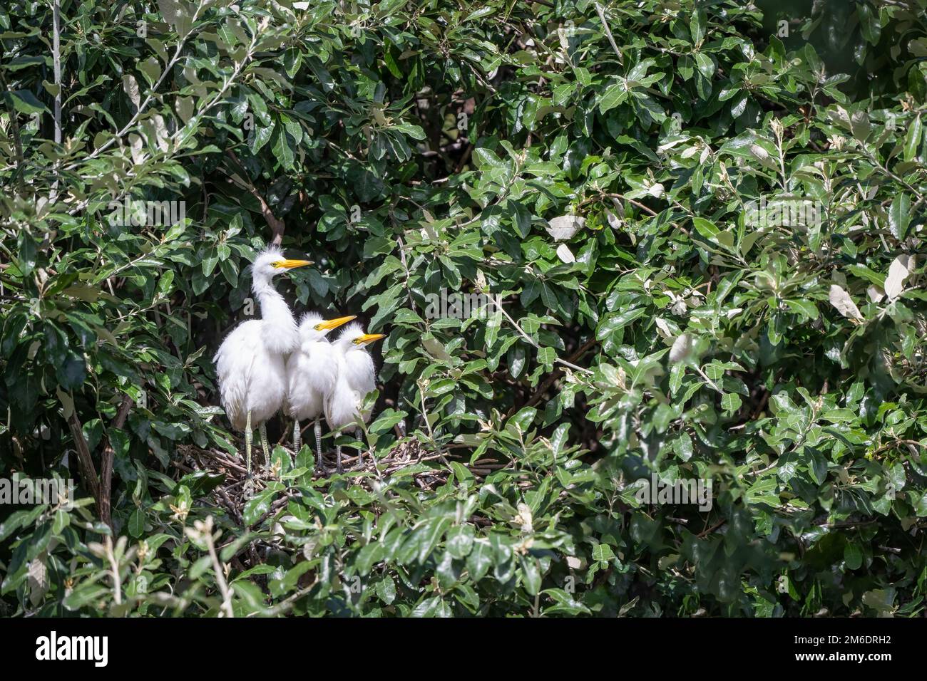 Trois petits poussins d'Egret se tiennent dans leur nid de rookerie au parc Macintosh de Surfers Paradise en Australie, alors qu'ils attendent avec impatience le retour des parents. Banque D'Images