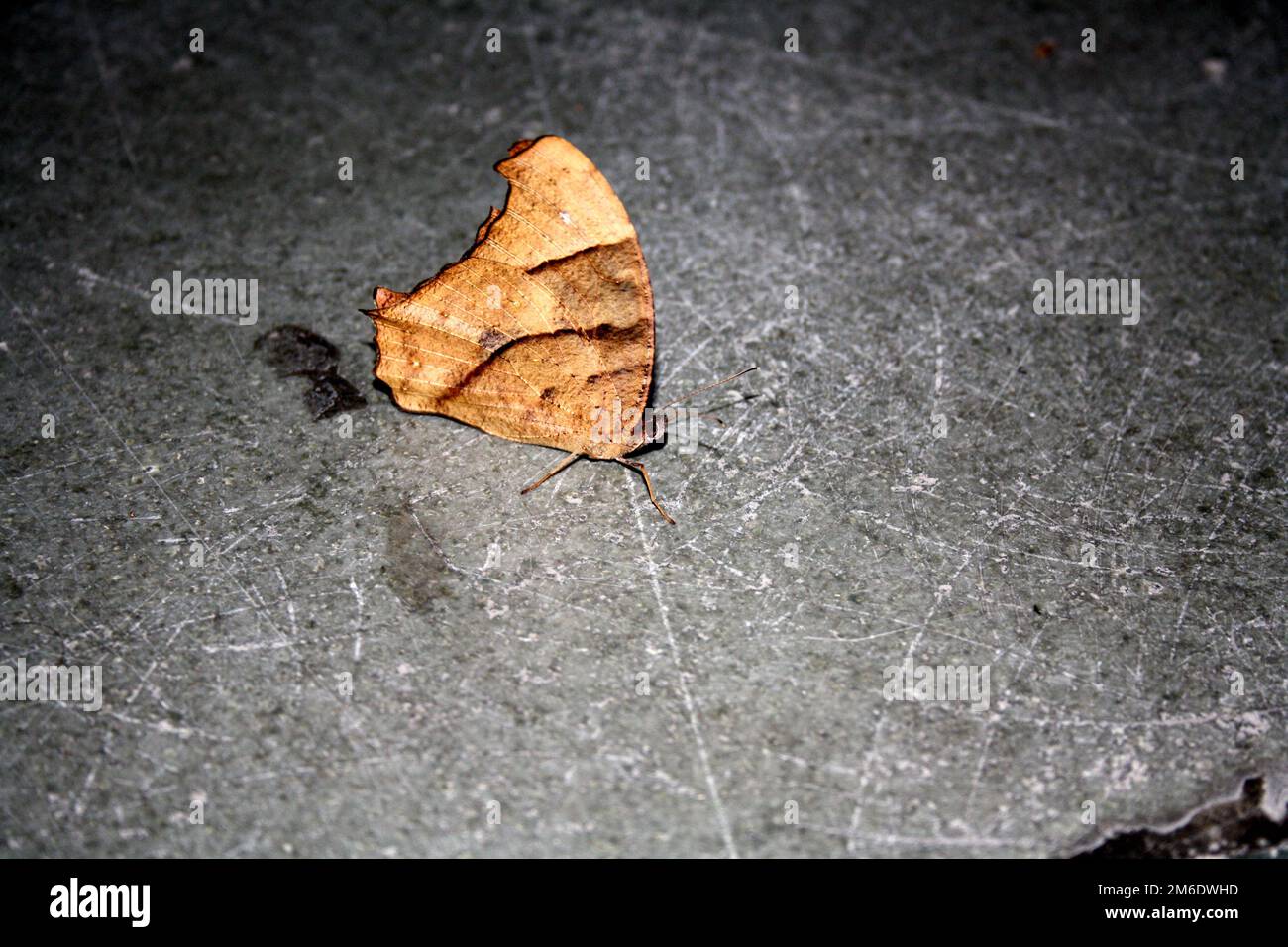 Papillon brun commun du soir (Melanitis leda) en saison sèche : (pix Sanjiv Shukla) Banque D'Images