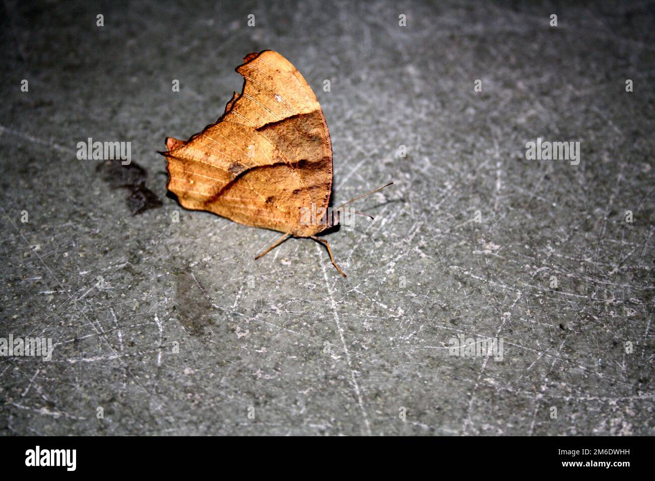 Papillon brun commun du soir (Melanitis leda) en saison sèche : (pix Sanjiv Shukla) Banque D'Images