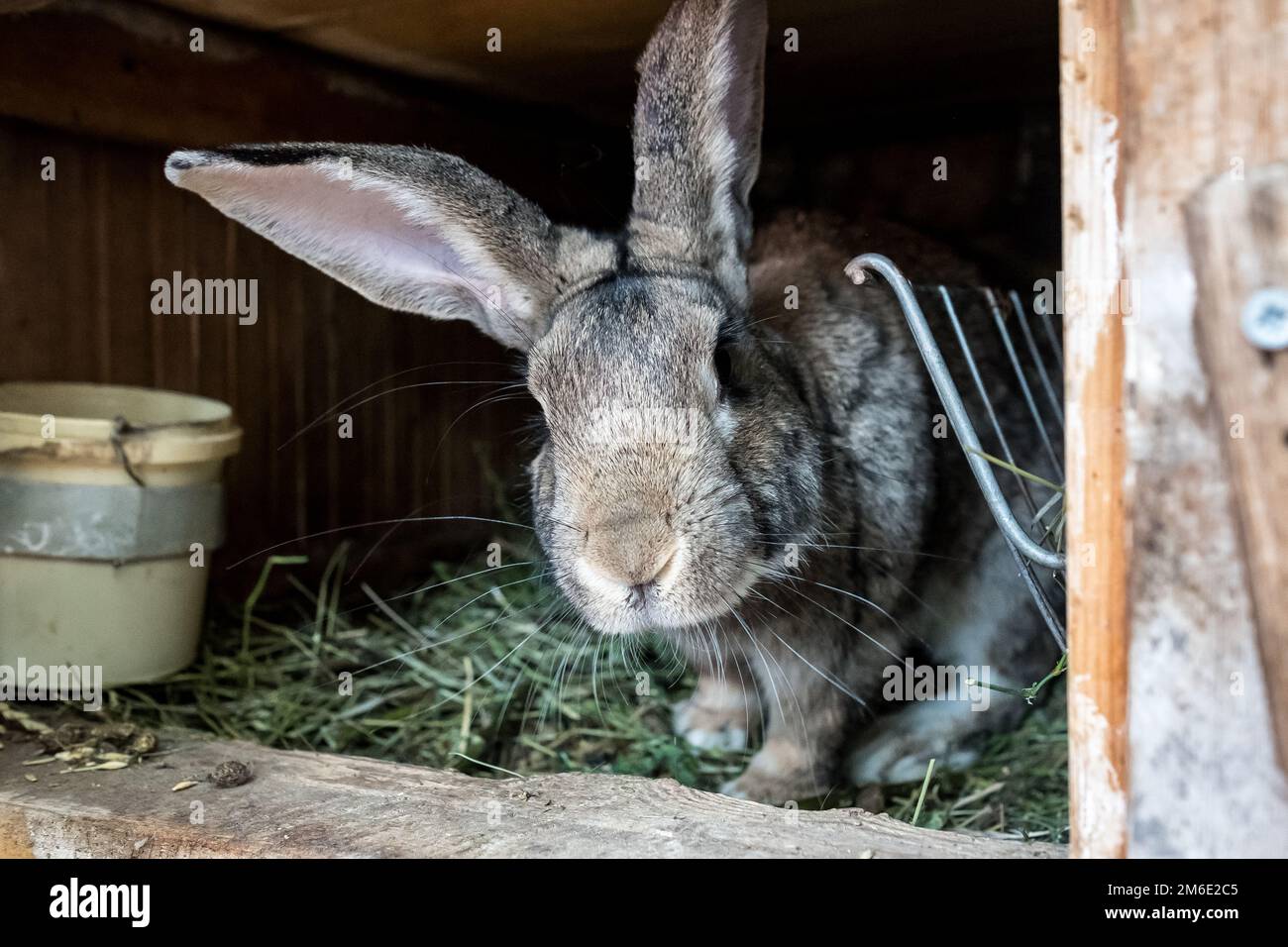 Lapin domestique dans une cage en bois. Animaux en pleine croissance dans le jardin. Banque D'Images