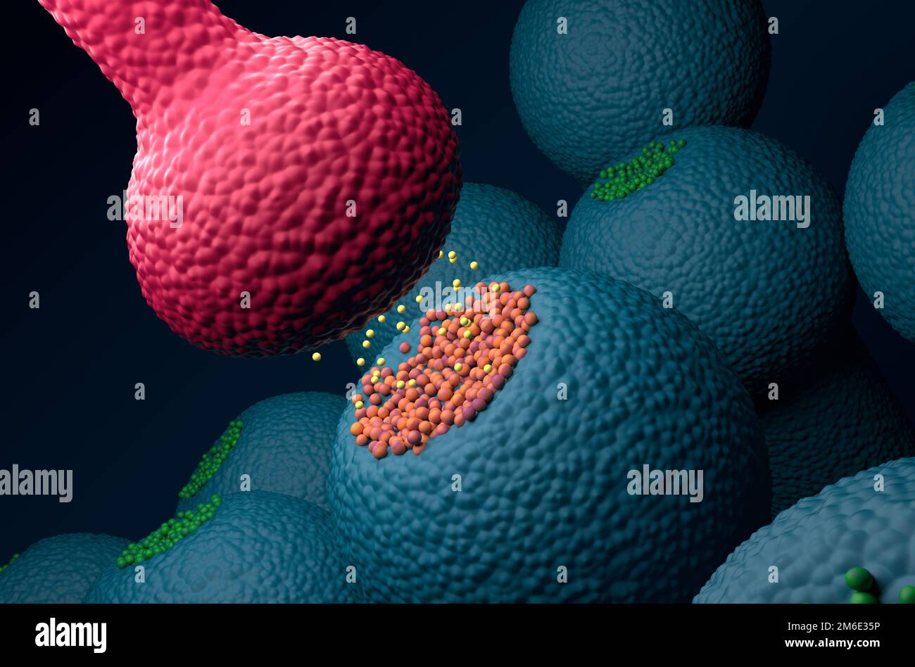 Les récepteurs de neurones post-synaptiques (dendrite) reçoivent des neurotransmetteurs émis par le neurone présynaptique (axon) - vue isométrique 3D illustration Banque D'Images