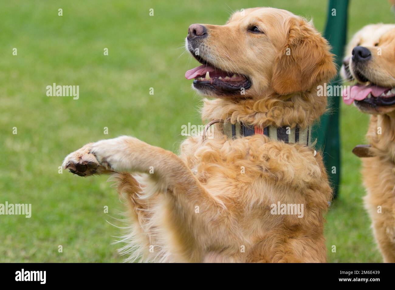 Un vieux Golden Retriever fait mannequin à l'école de chien Banque D'Images