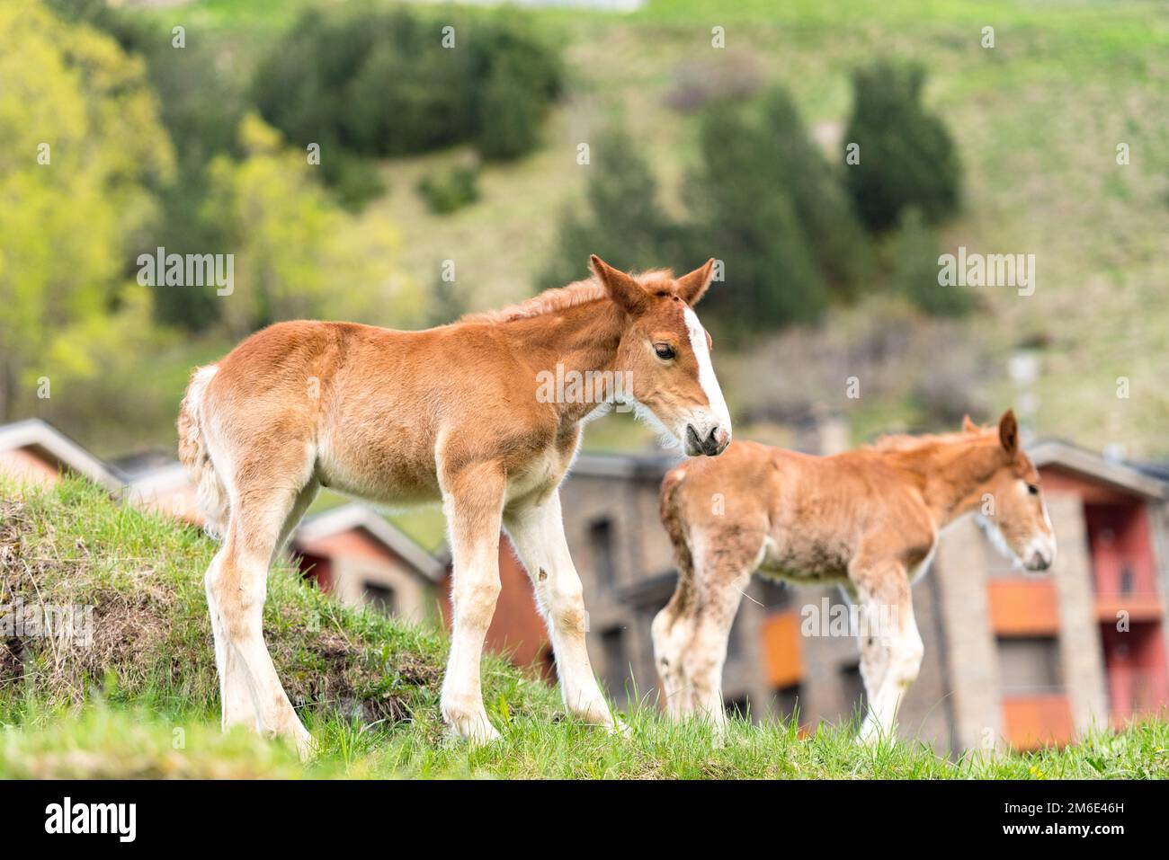 Foals sur un pâturage d'été. Banque D'Images