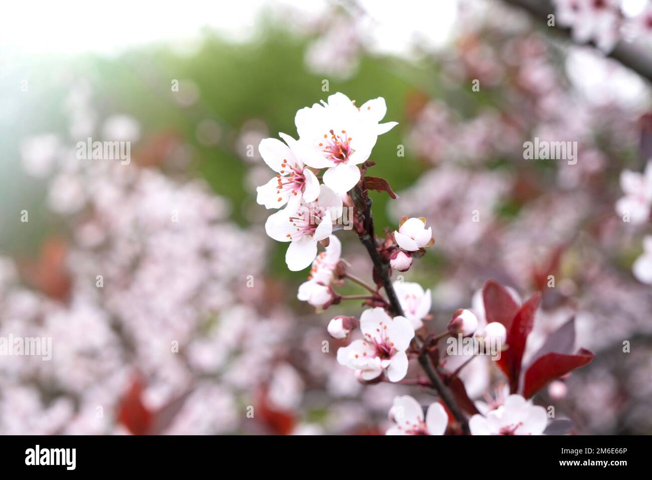 Cerise rose au printemps. Feuilles de sakura roses. Pommier en fleur, fond de printemps, tendresse des cosmétiques naturels écologiques. Banque D'Images