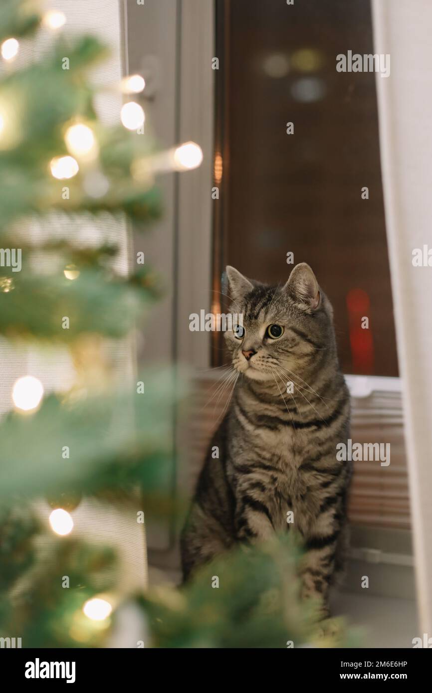 Chat drôle et l'arbre de Noël décoré. Joyeux Noël et nouvel an Banque D'Images