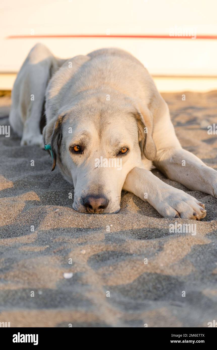 Portrait d'un chien errant sur une plage Banque D'Images