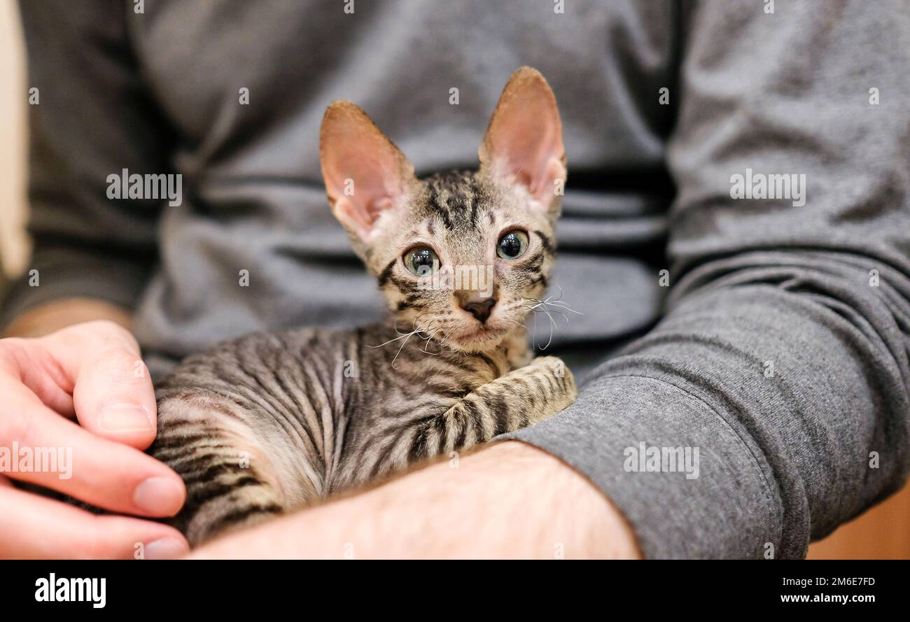 Chaton de Rex de Cornouailles dans les bras d'un homme. Coloriage tabby Cat Banque D'Images