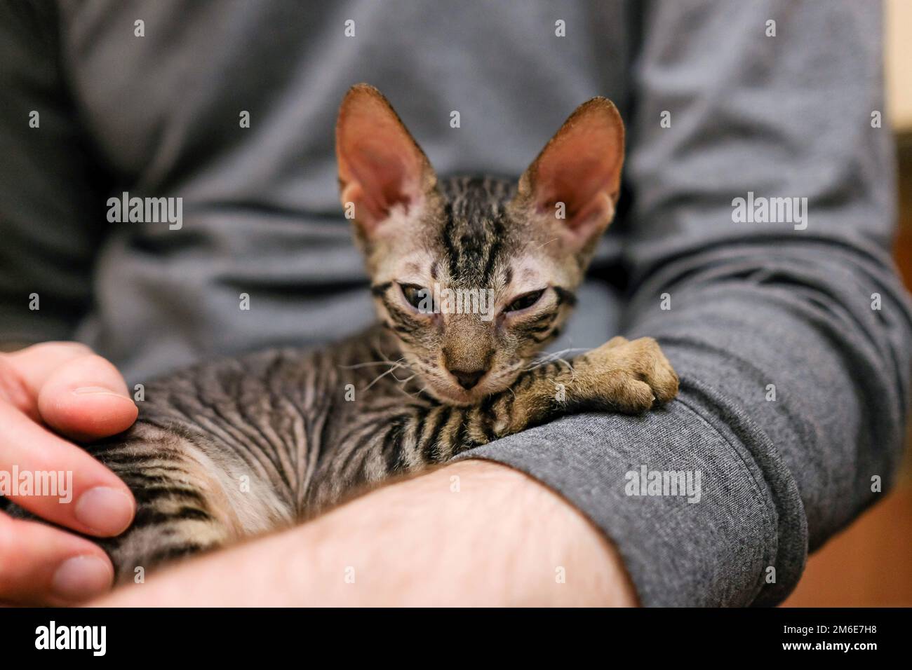 Le chaton purrs dans les bras d'un homme. Cornish Rex Falls endormi Banque D'Images