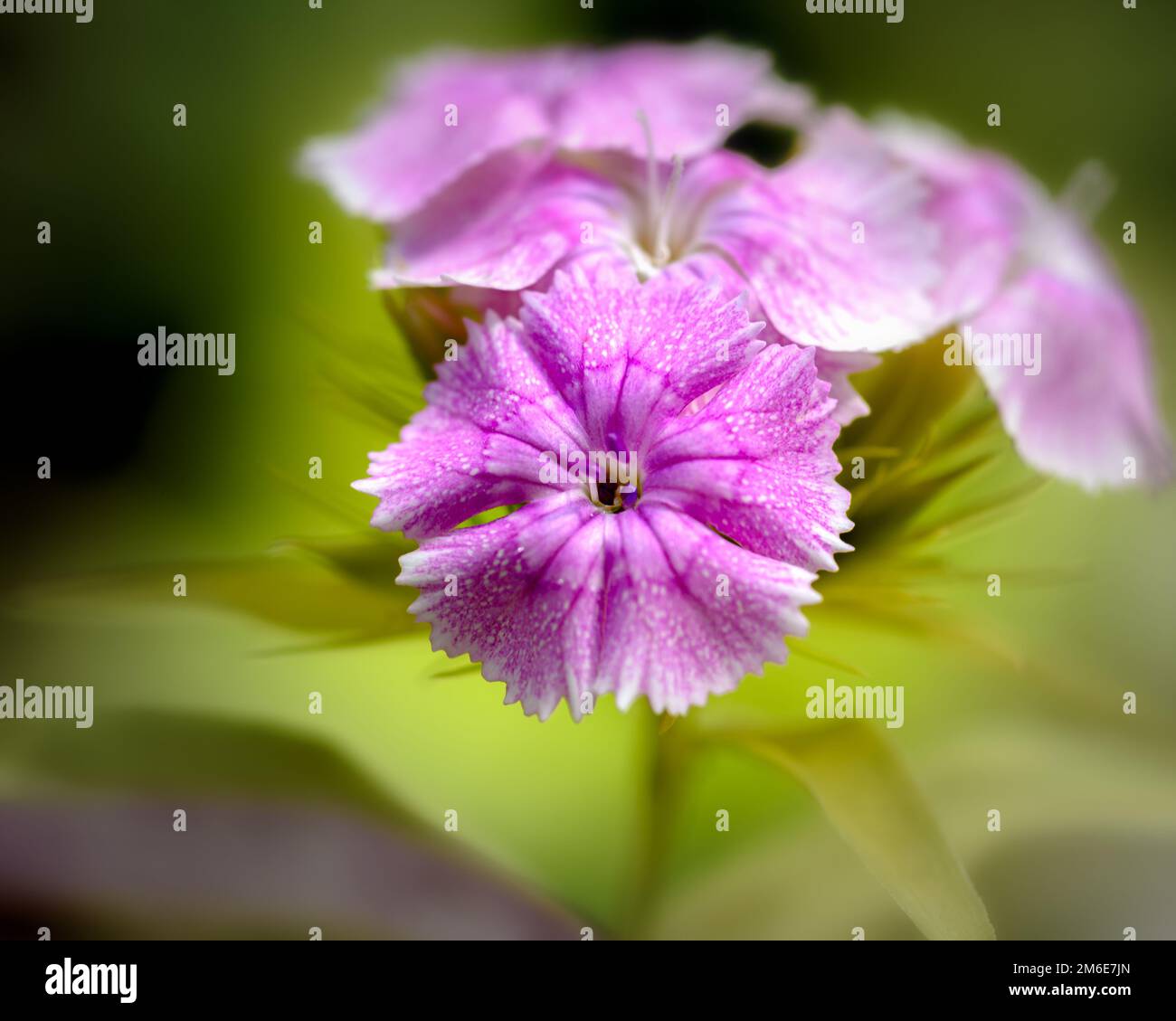 Fleurs de la nation turque Banque D'Images