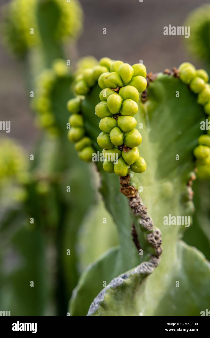 Euphorbia gros plan sur Fuerteventura, Espagne Banque D'Images