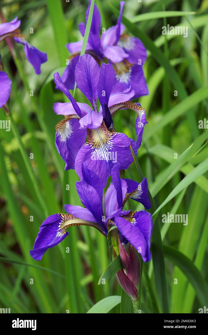 Gros plan des fleurs de l'iris sibérien (Iris sibirica) Banque D'Images