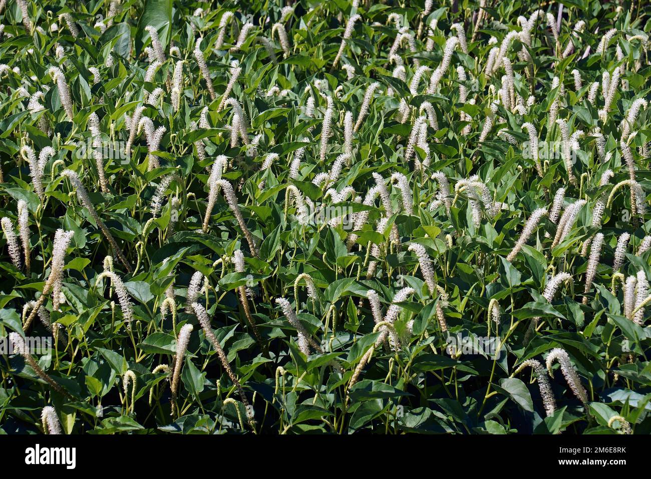 Image de multiples fleurs de la queue de Lizard dans l'habitat naturel Banque D'Images