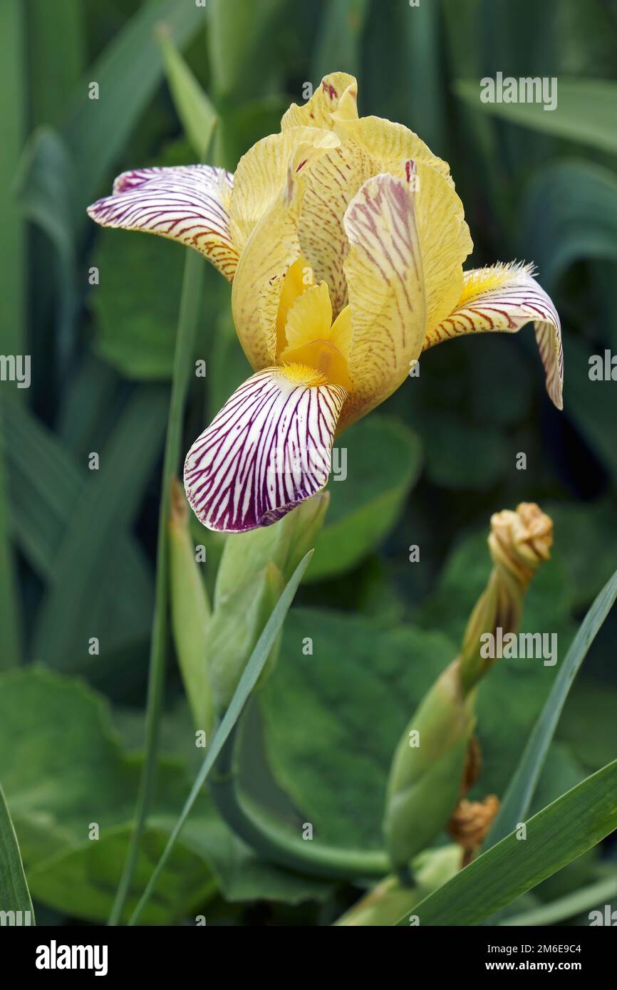 Image en gros plan de la fleur Variegated Sweet Iris Banque D'Images