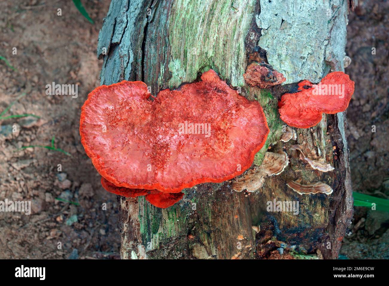 Image en gros plan du champignon polypore du Cinnabar du Nord Banque D'Images