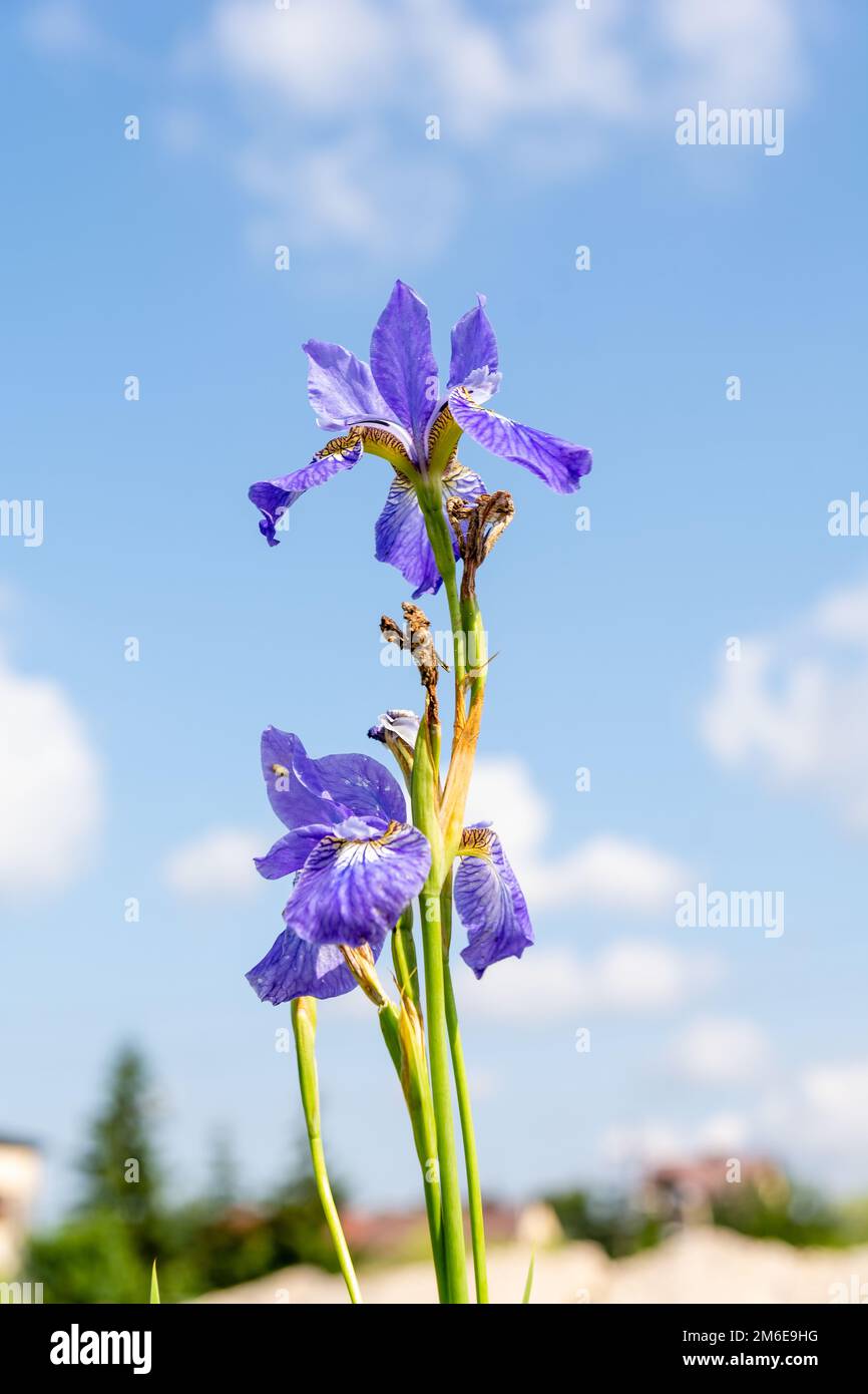 Iris sibérien (Iris sibirica) sur la prairie par temps ensoleillé Banque D'Images