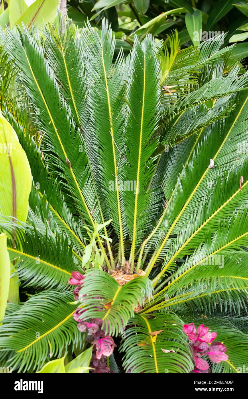 Costa Rica Cycas Revoluta Palm Banque D'Images