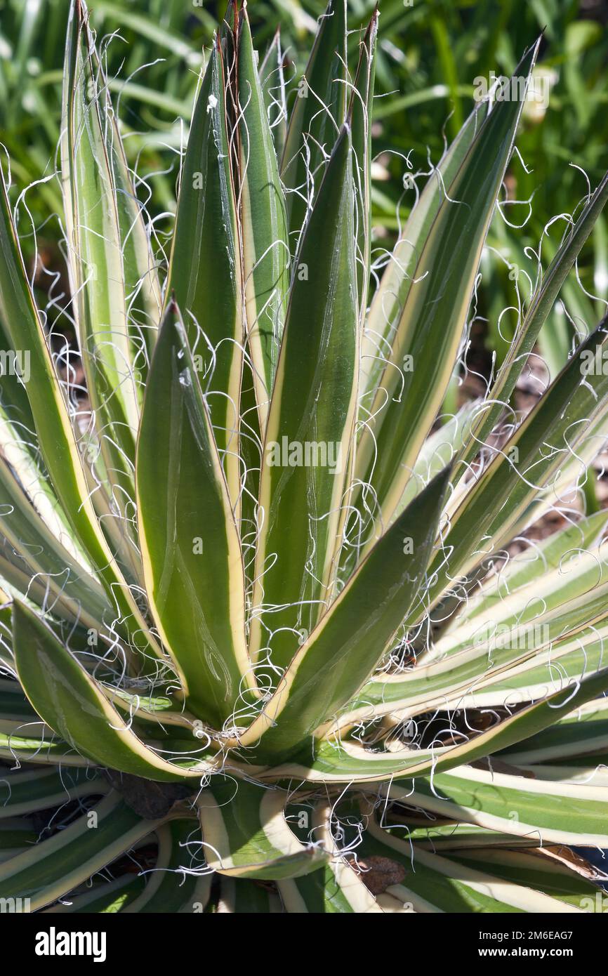 Image en gros plan de Queen of White Thread-Leaf agave Banque D'Images